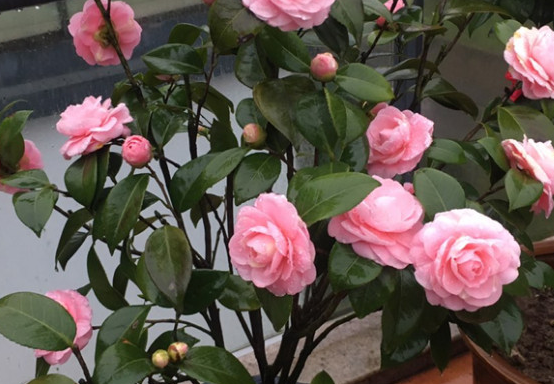 茶花喜欢阳光还是阴凉