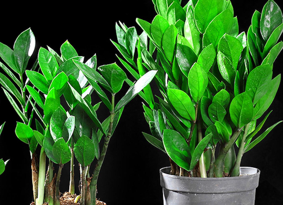 金钱树喜光照吗