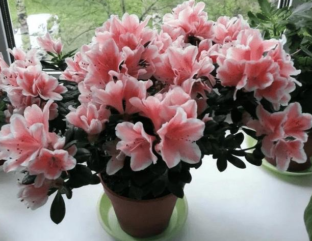 家里栽杜鹃花好不好