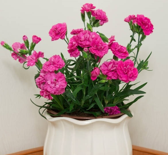 康乃馨怎样修剪促进开花