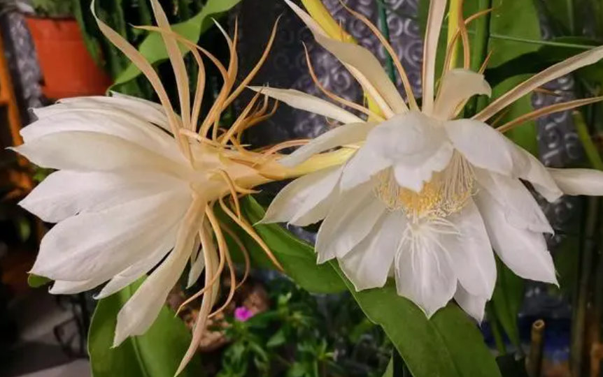 昙花开花时间大约有多久