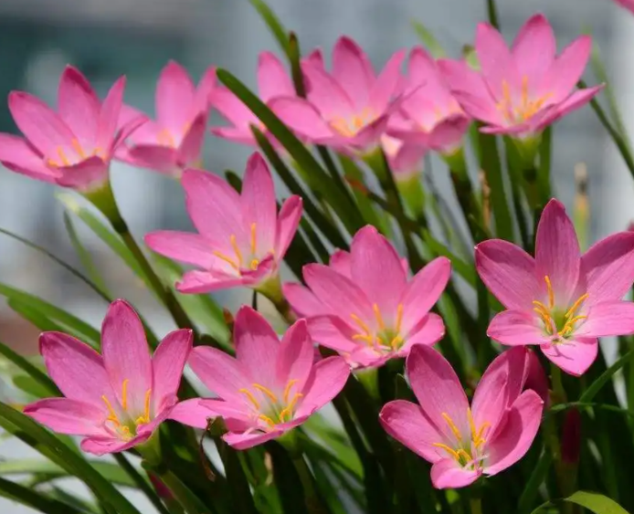 风雨兰花谢了要剪掉吗