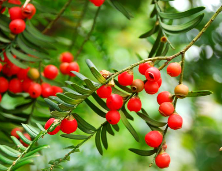 红豆是长在红豆杉树上吗