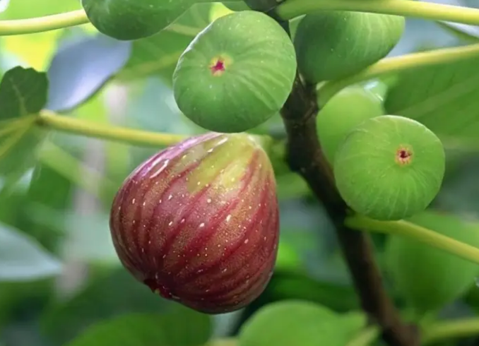 无花果树最怕浇什么