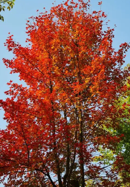 枫树不见阳光可以吗