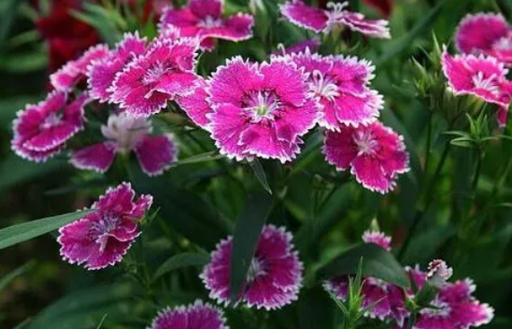 石竹花施什么肥最好