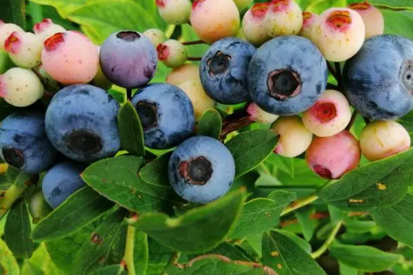 适合背阴的果树