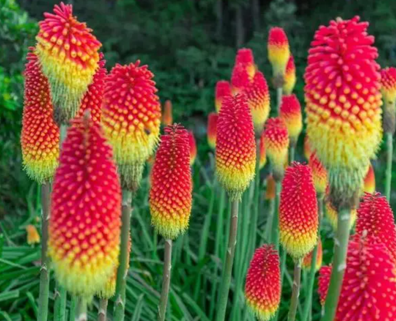 火炬花修剪后还会开花吗