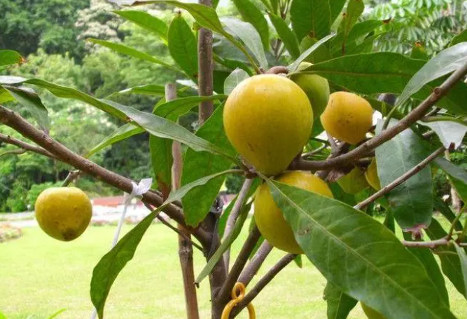 鸡蛋果是树还是藤
