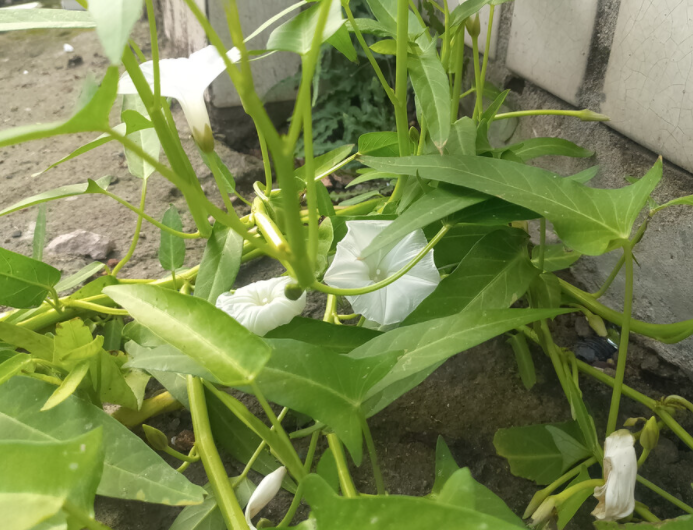 空心菜何时开花结籽呢