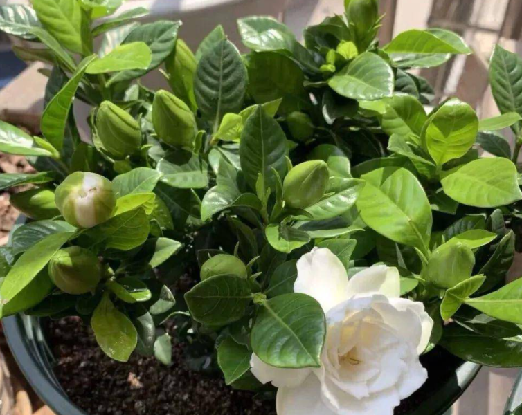 栀子花能不能用松针和腐叶土