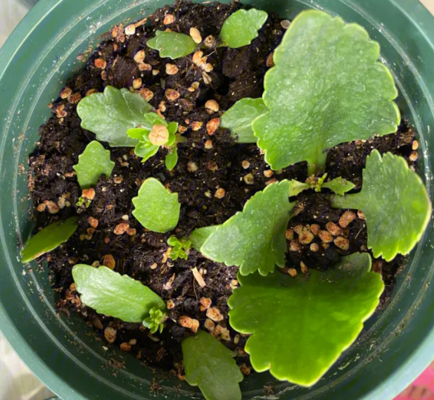 扦插长寿花需要生根粉吗