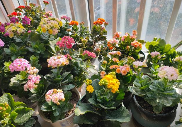 长寿花冬天怕冻吗