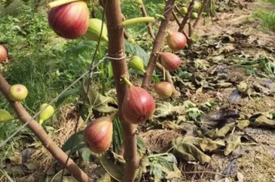 无花果树需要修剪吗