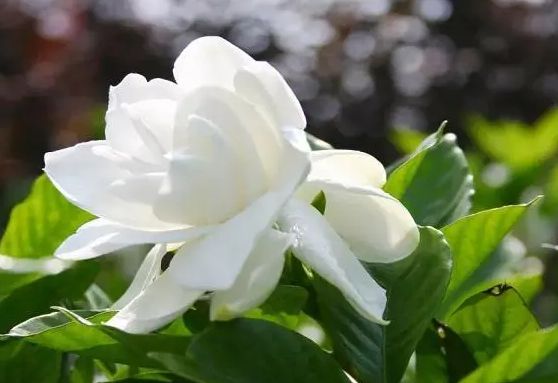 栀子花啥时候开花