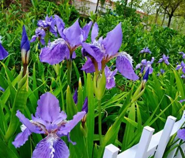 鸢尾花啥时候开