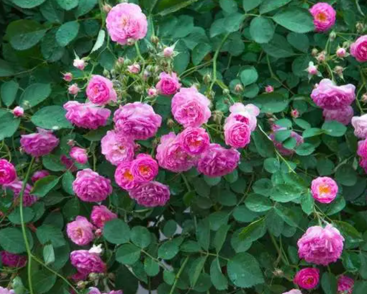 蔷薇花长什么样子