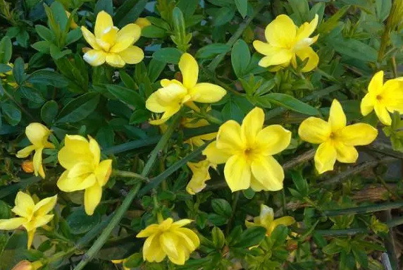 迎春花长势不好怎么办