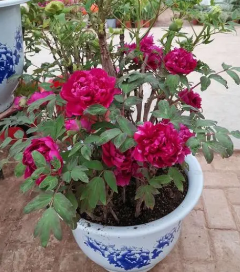 盆栽芍药花多大盆最好