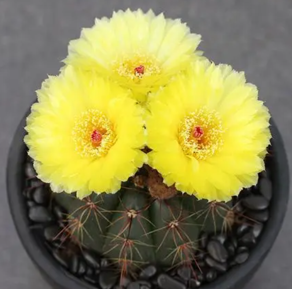 仙人球青王丸开花勤吗