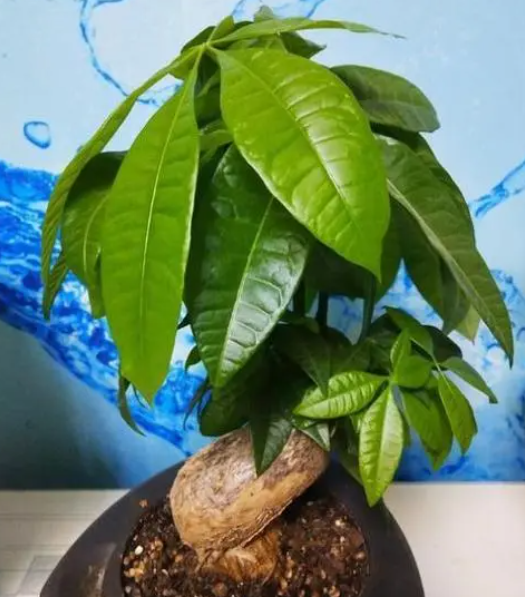 发财树最佳浇水时间