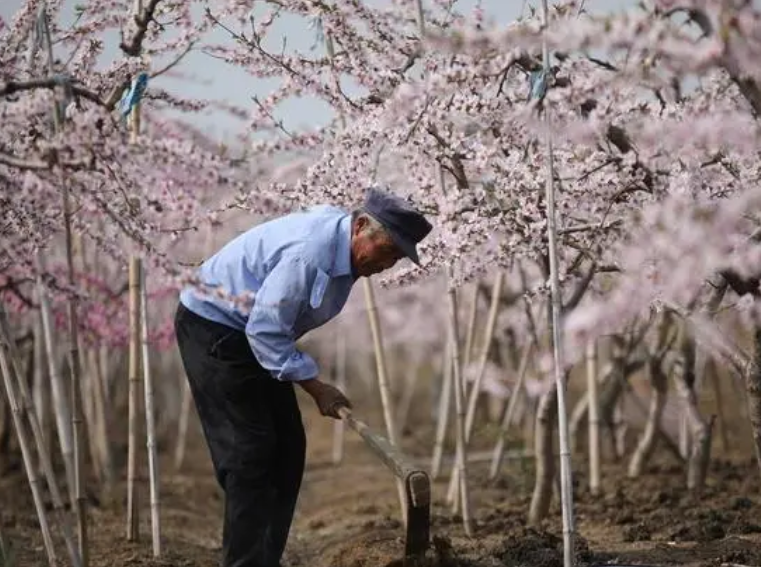 桃树一年施几次肥合理