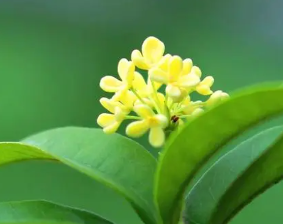 桂花在家中开花的注意事项是什么呢