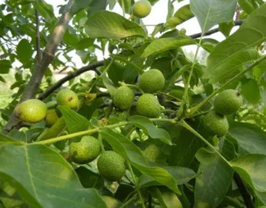 核桃树什么时候剪枝好