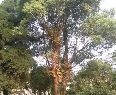 樟树属于被子植物吗