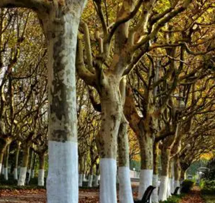 梧桐树生长过程如何