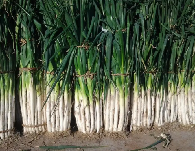 大葱怎么切葱花