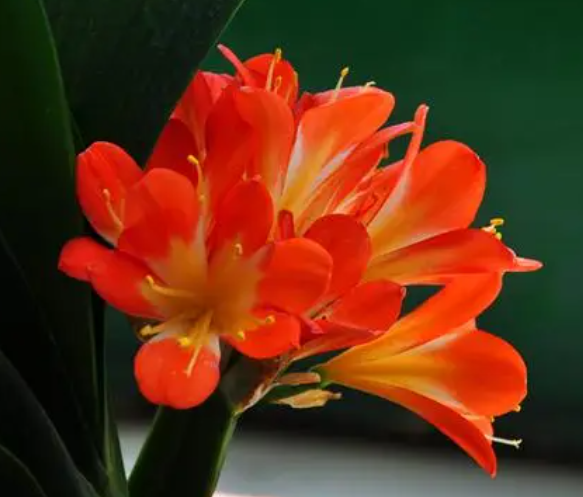 君子兰花什么时候换盆