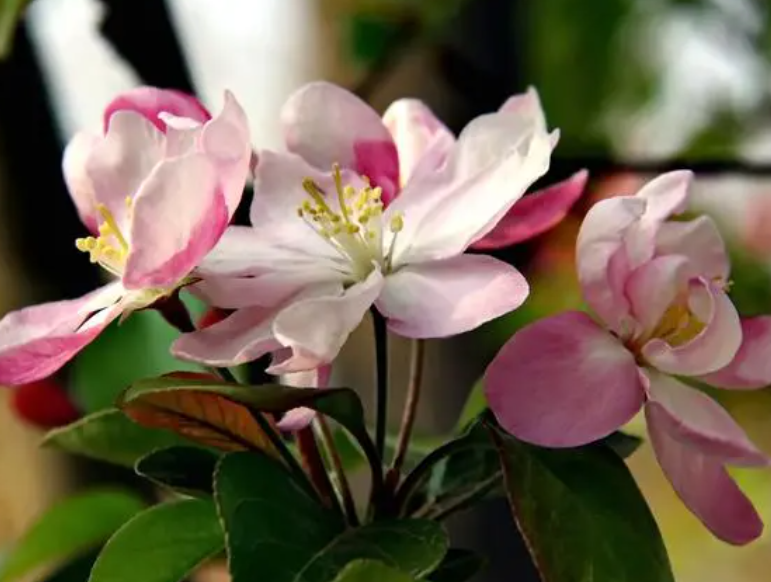 西府海棠多少钱一棵树