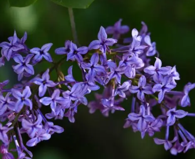 丁香花如何种植