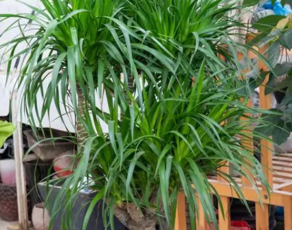 复合肥怎么给龙须树施肥