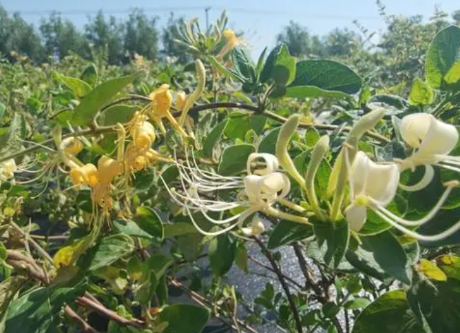 金银花适合种在家里吗