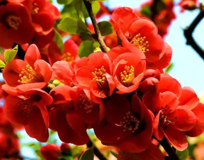 海棠花的种植方法与管理是什么呢