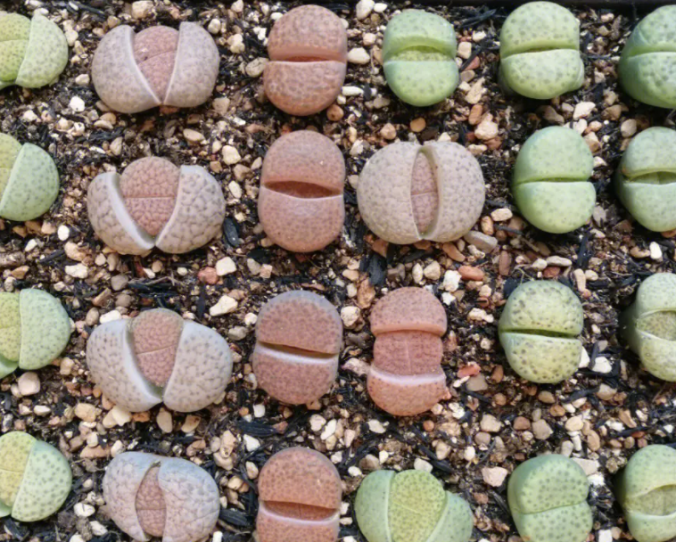 生石花要用什么土种