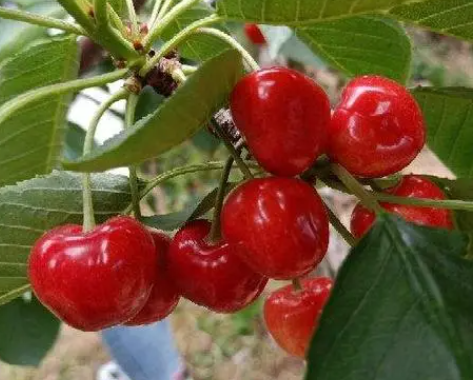 种了几年的樱桃树为什么不结果