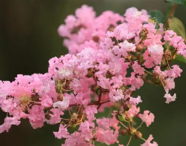 紫薇花开花时间多长合适