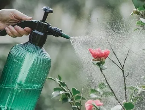 人的粪便可以拿来浇花吗