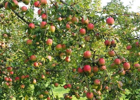 果树施什么肥料呢