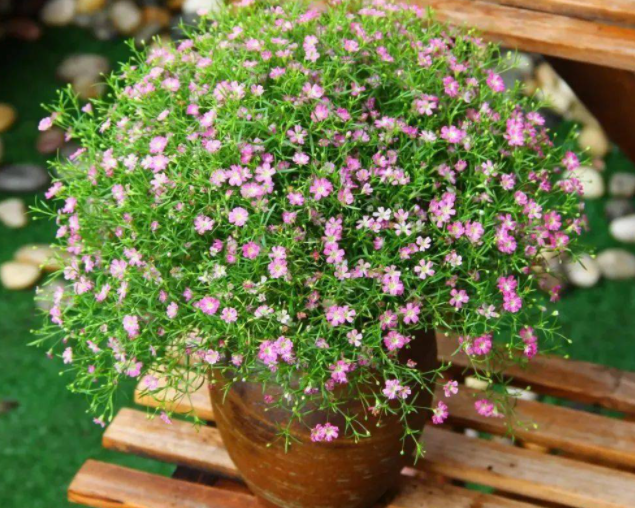 满天星盆栽的花期是什么时候