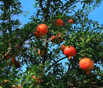 石榴树栽哪个方位招财