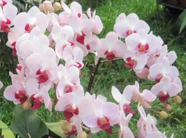 糊蝶兰开完花是否把藤剪掉