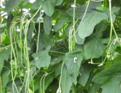 如何促进豆角多开花多结果呢