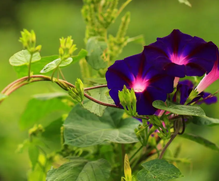 牵牛花的叶子是什么形状