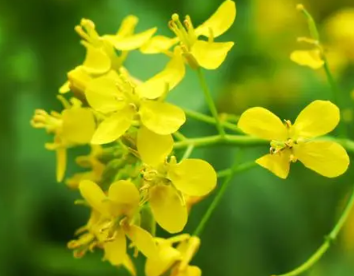 油菜花有什么特点