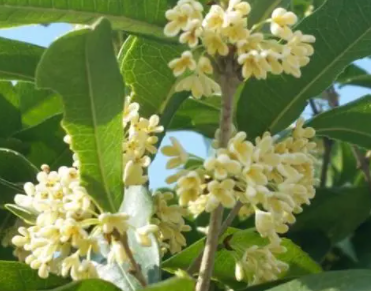 四季桂花养殖方法与技巧是什么呢