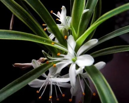 吊兰花几天浇一次水为宜